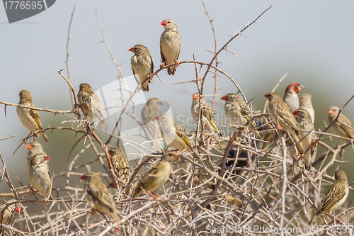 Image of Red-billed quelea in Etosha National Park, Namibia