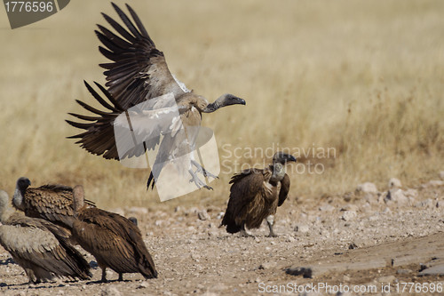 Image of White-backed vulture in Etosha National Park, Namibia