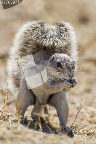 Image of Cape ground squirrel in Etosha National Park, Namibia