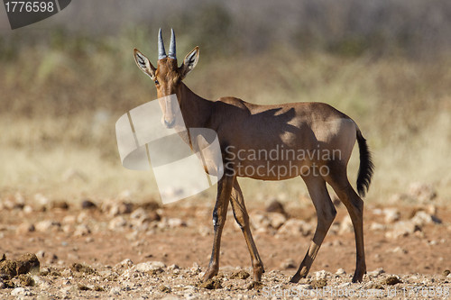 Image of Hartebeest in Etosha National Park, Namibia