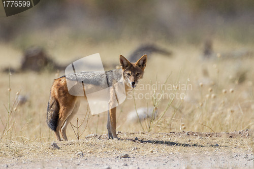 Image of Black-backed jackal in Etosha National Park, Namibia