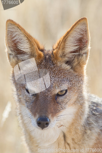 Image of Black-backed jackal in Etosha National Park, Namibia