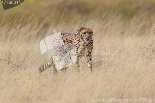 Image of Cheetah in Etosha National Park, Namibia