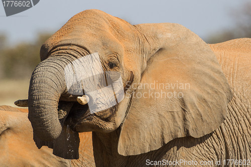 Image of African Elephant in Etosha National Park, Namibia