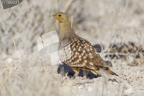 Image of Namaqua sandgrouse in Etosha National Park, Namibia