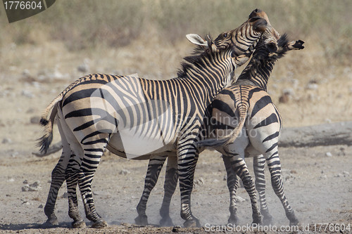 Image of Burchell's zebra in Etosha National Park, Namibia