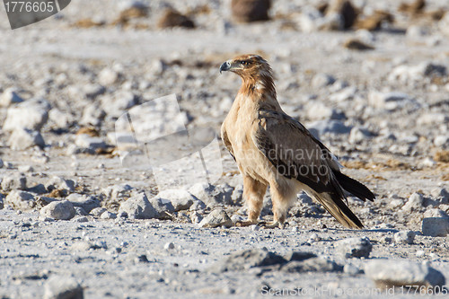 Image of Wahlberg's eagle in Etosha National Park, Namibia