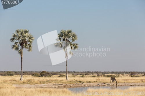 Image of Drinking giraffe in Etosha National Park, Namibia