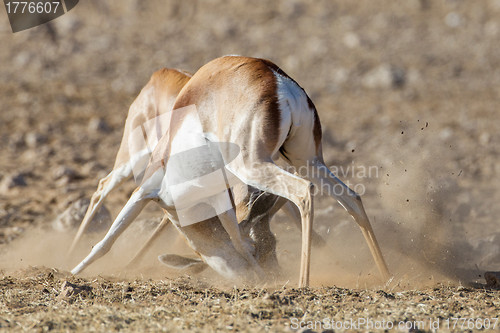 Image of Springbuck in Etosha National Park, Namibia