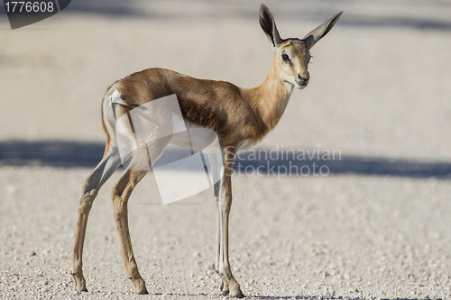 Image of Springbuck in Etosha National Park, Namibia