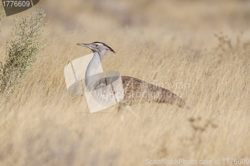 Image of Kori bustard in Etosha National Park, Namibia