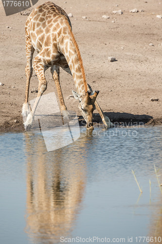 Image of Drinking giraffe in Etosha National Park, Namibia