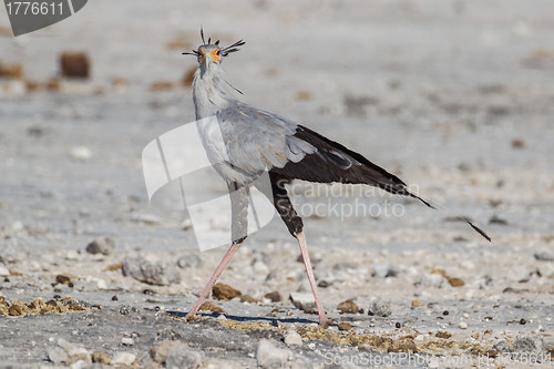 Image of Secretary bird in Etosha National Park, Namibia