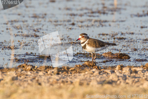 Image of Three-banded plover in Etosha National Park, Namibia