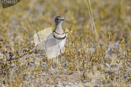 Image of Two-banded courser in Etosha National Park, Namibia