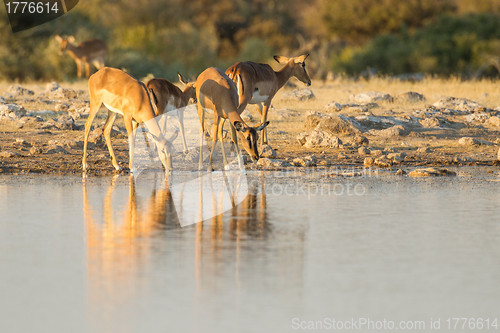 Image of Black-faced impala in Etosha National Park, Namibia