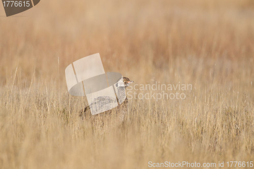 Image of Female black korhaan in Etosha National Park, Namibia