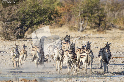 Image of Burchell's zebra in Etosha National Park, Namibia