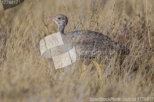 Image of Female black korhaan in Etosha National Park, Namibia