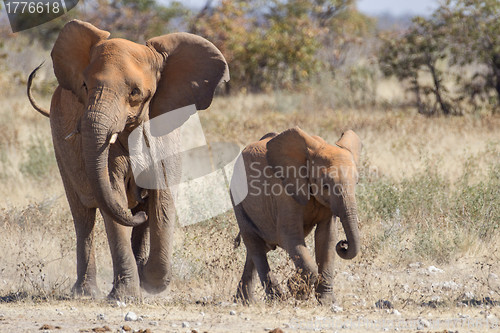 Image of African Elephant in Etosha National Park, Namibia