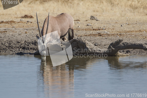 Image of Oryx  in Etosha National Park, Namibia