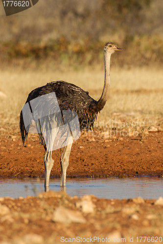 Image of Drinking Ostrich in Etosha National Park, Namibia