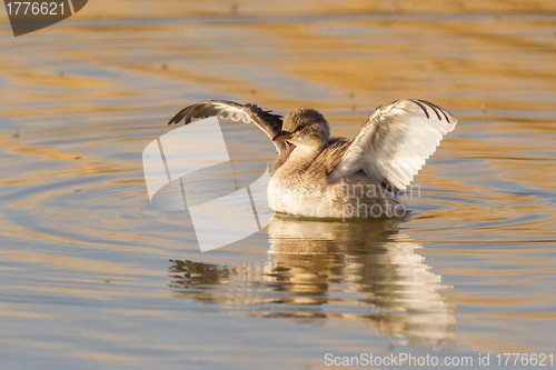 Image of Little grebe in Etosha National Park, Namibia