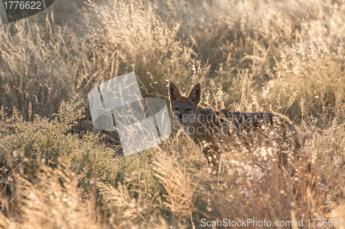Image of Black-backed jackal in Etosha National Park, Namibia
