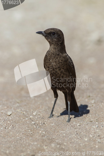 Image of Ant-eating chat in Etosha National Park, Namibia
