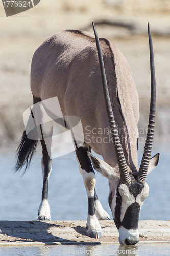 Image of Oryx  in Etosha National Park, Namibia