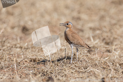 Image of Burchell's courser in Etosha National Park, Namibia