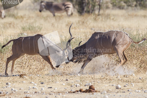 Image of Greater kudus in Etosha National Park, Namibia