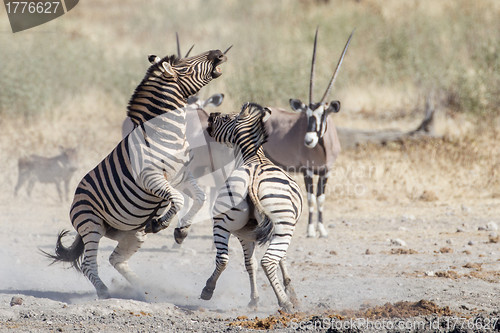 Image of Burchell's zebra in Etosha National Park, Namibia