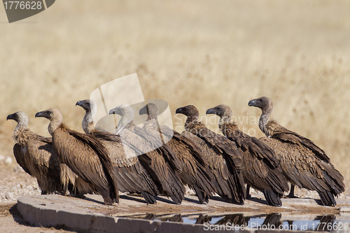 Image of White-backed vulture in Etosha National Park, Namibia