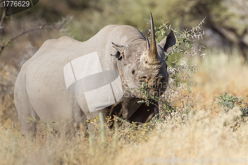 Image of Black rhinoceros in Etosha National Park, Namibia