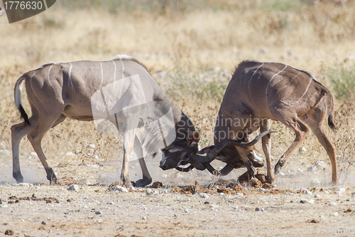 Image of Greater kudus in Etosha National Park, Namibia