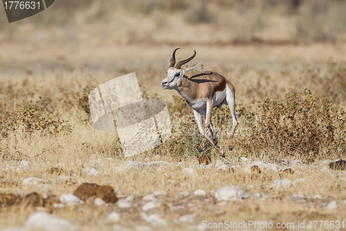 Image of Springbuck in Etosha National Park, Namibia