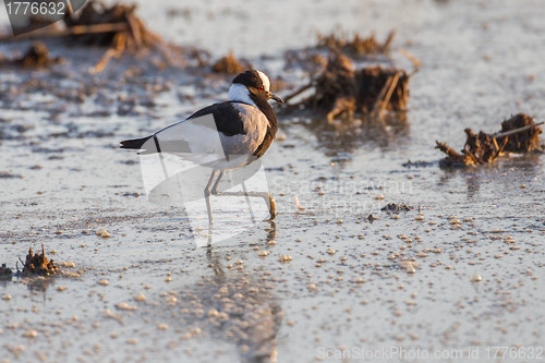 Image of Blacksmith plover in Etosha National Park, Namibia