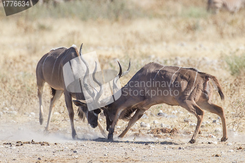 Image of Greater kudus in Etosha National Park, Namibia