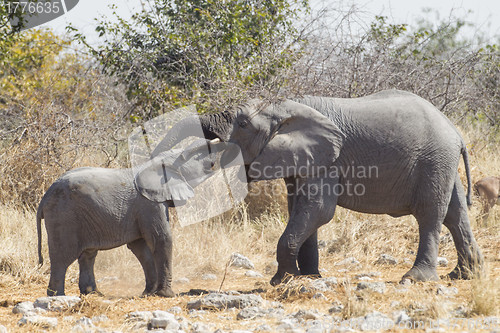 Image of African Elephant in Etosha National Park, Namibia