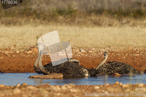 Image of Drinking Ostrich in Etosha National Park, Namibia