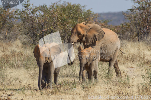 Image of African Elephant in Etosha National Park, Namibia