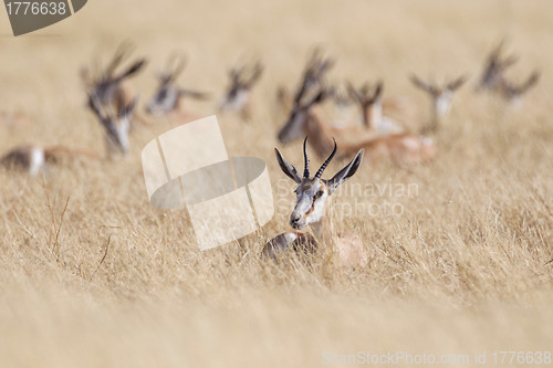 Image of Springbuck in Etosha National Park, Namibia