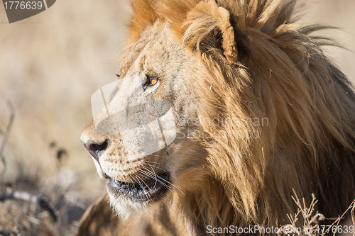 Image of Male Lion in Etosha National Park, Namibia