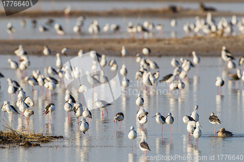 Image of Black-winged stilt in Etosha National Park, Namibia