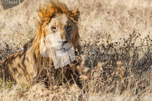 Image of Male Lion in Etosha National Park, Namibia