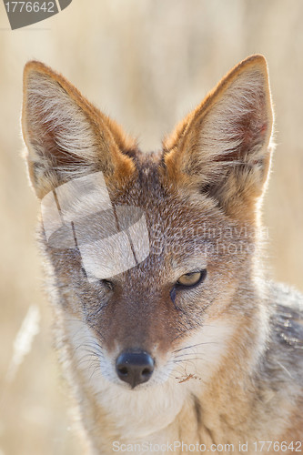 Image of Black-backed jackal in Etosha National Park, Namibia