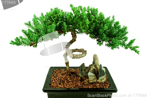 Image of Bonsai