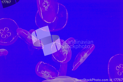 Image of Jellyfish