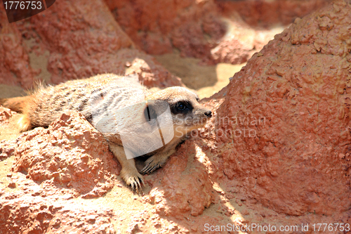 Image of Meercat